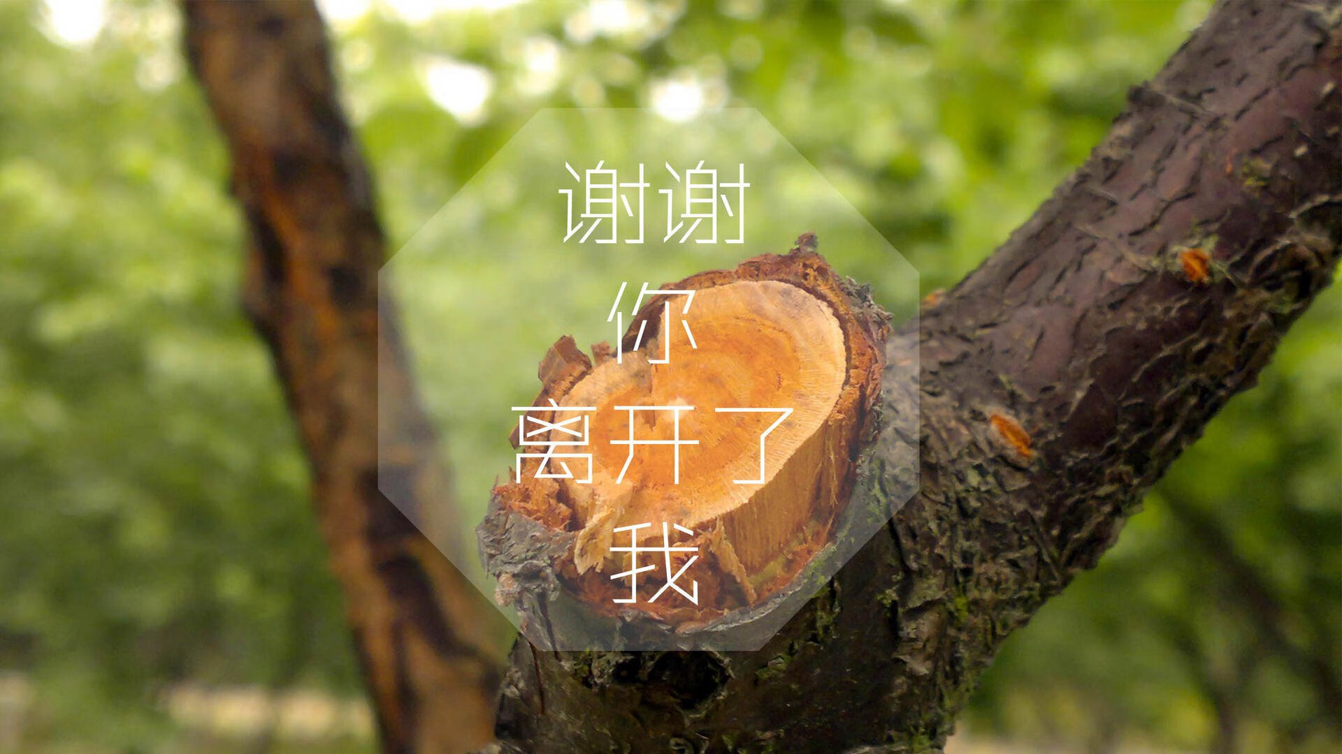 伊朗波斯波利斯防守端表现稳健，伊朗 波斯